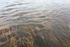 Nhiều diện tích lúa của nông dân huyện An Phú (An Giang) bị ngập sâu do lũ sớm   