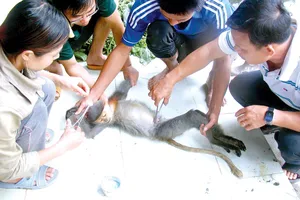 Cán bộ trung tâm trong một lần chăm sóc một cá thể vượn bị thương