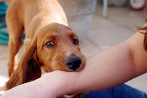 Phòng ngừa tai họa từ thú cưng