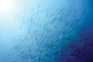 Biến đổi khí hậu ảnh hưởng ngành thủy sản Nam Mỹ