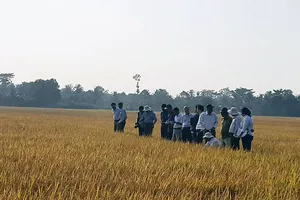 Cánh đồng sản xuất lúa sạch ở xã Mỹ Lộc, huyện Tam Bình, tỉnh Vĩnh Long