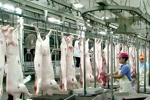 Dây chuyền chế biến thịt heo xuất khẩu