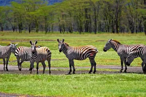 Châu Phi không rẻ