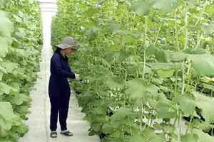 Khu Nông nghiệp công nghệ cao TPHCM công bố 4 giống cây ngắn ngày 