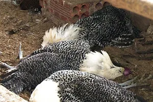 Báo động dịch cúm tái xuất