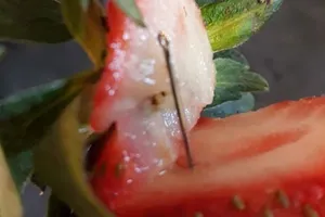 Australia: Xét xử nghi phạm nhét kim khâu vào dâu tây