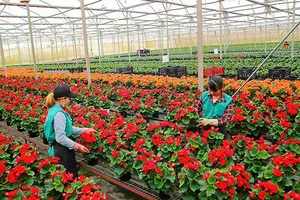 Hơn 1.500ha hoa Đà Lạt phục vụ thị trường tết