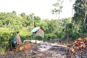 Cà phê mọc ngay giữa rừng ở huyện Kbang, tỉnh Gia Lai