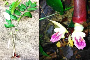 Gừng Vũ Quang - Zingiber vuquangense