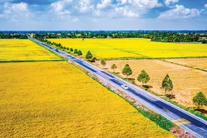 Con đường lúa gạo miệt Ngàn