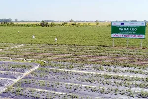 Tan biến nỗi lo phải chữa bệnh bằng "rác thuốc" khi đã có những chỉ dấu về dược liệu an toàn của EU