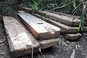 Phát hiện bãi tập kết gỗ lớn tại Đắk Lắk