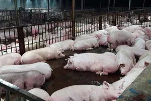 Trung Quốc: Thêm 2 địa phương bùng phát dịch tả heo châu Phi