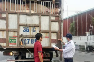 Nhân viên kiểm dịch kiểm tra niêm phong xe chở heo