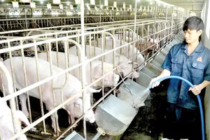 Nuôi heo tại Trại chăn nuôi Gò Sao 1. Ảnh: CAO THĂNG