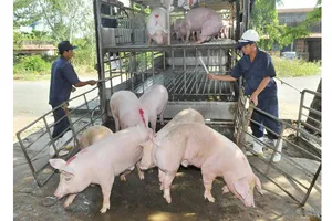 Hỗ trợ hơn 357 tỷ đồng cho người chăn nuôi bị thiệt hại do dịch tả heo