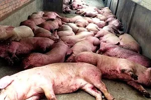 Kiểm soát nguy cơ ô nhiễm từ dịch tả heo Châu Phi
