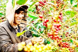 Ngành cà phê dự báo xuất khẩu giảm do cung vượt cầu