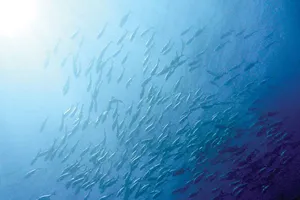 Biến đổi khí hậu đe dọa Thái Bình Dương