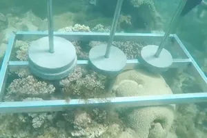 Hình ảnh gây phản ứng của Cuộc đua kỳ thú trong thử thách có ảnh hưởng đến môi trường biển