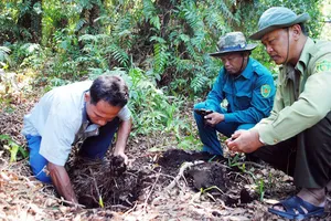 Kiểm tra độ ẩm của rừng tại Vườn quốc gia U Minh Hạ (Cà Mau). Ảnh: TẤN THÁI