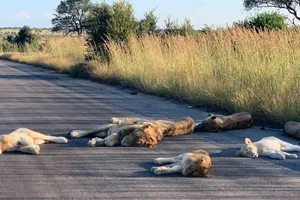 Động vật hoang dã thảnh thơi mùa dịch