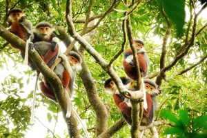 Nhiều hoạt động hưởng ứng Ngày Đa dạng sinh học