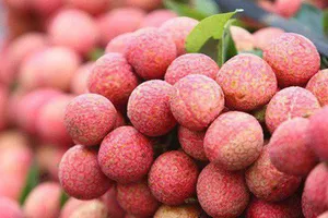 Vải thiều chuẩn bị vào mùa