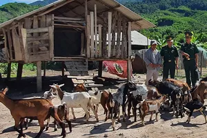 Nhờ Thiếu tá Nguyễn Tiến Dũng hướng dẫn kỹ thuật chăn nuôi mà gia đình anh Hồ Xuân Bảy ở xã Trung Sơn, huyện A Lưới, tỉnh Thừa Thiên - Huế đã vươn lên thoát nghèo