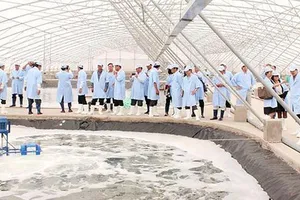 Thành lập liên minh tôm sạch và bền vững