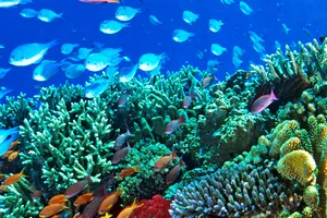 Rạn san hô Barrier Reef