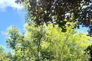 Xanh ký ức tre làng