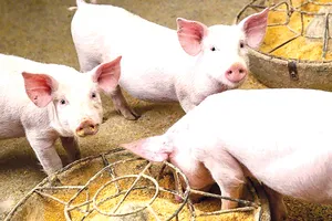 Sản xuất và vận chuyển thức ăn cho ngành chăn nuôi cũng làm tăng lượng khí thải CO2