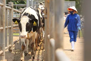 Vững đà tăng trưởng, TH true MILK đón đàn bò sữa cao sản nhập khẩu đầu tiên trong năm 2021