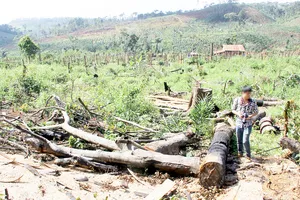 Rừng ở Đắk Nông liên tục bị chặt phá. Ảnh: ĐÔNG NGUYÊN