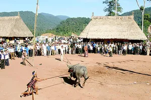 Từ 2016 đến nay, huyện Tây Giang đã không còn tổ chức đâm trâu