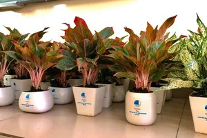 Mang thiên nhiên vào không gian sống