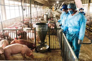 ĐBSCL chủ động phòng chống dịch bệnh trên gia súc, gia cầm