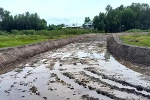 Một góc đường đua bò. Ảnh: TTXVN