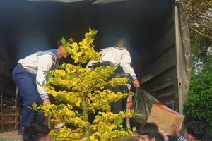 Các chiến sĩ Hải quân chuyển chậu hoa mai xuống cảng để gửi ra nhà giàn