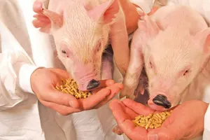 Thức ăn sinh học từ phế phẩm nông nghiệp ở Trung Quốc