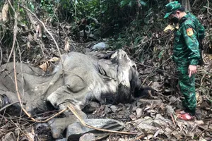 Ngày 19-7, cơ quan chức năng kiểm tra hiện trường phát hiện xác voi