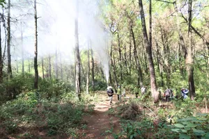Hà Tĩnh: Cơ bản kiểm soát sâu róm gây hại rừng thông phòng hộ
