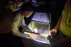 Giao nộp gà lôi trắng bay lạc vào quán nước ở Huế