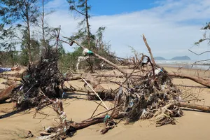 Ông Phan Vĩnh Tuy, Trưởng thôn Tân Ninh Châu (xã Đan Hải, tỉnh Hà Tĩnh) xót xa bên rừng cây phi lao phòng hộ đã bị bão tàn phá tan hoang