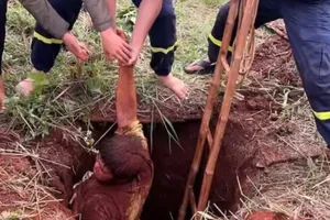 Đồng Nai: Cứu nạn thành công thanh niên lọt hố sâu khi đi làm rẫy