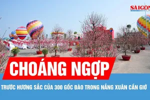 Người dân TPHCM hào hứng “check-in” với 300 gốc đào Bắc trong nắng xuân Cần Giờ