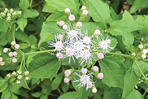 Cách giúp hỗ trợ giảm đau tức, nóng rát, khó tiêu và hỗ trợ làm lành vết loét cho người viêm hang vị