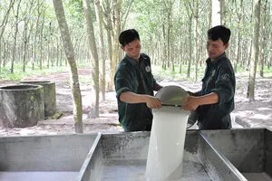 Cao su tìm đường vượt khó