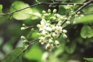 Thời hương bưởi